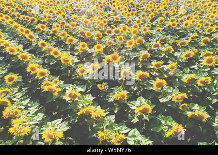 Paysage d'été avec des tournesols. Vue aérienne de l'beau champ de tournesol. Paysage rural. Nature fond Banque D'Images