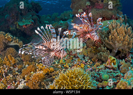 Poisson-papillon (Pterois volitans commun), paire nage dans un récif de corail, l'île de Sipadan, Malaisie Banque D'Images