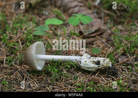 L'Amanita vaginata, communément connu sous le nom de la grisette, de la Finlande aux champignons sauvages Banque D'Images