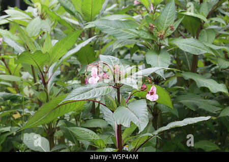 Impatiens glandulifera, connu sous le nom de balsamine de l'Himalaya, une plante très envahissante nuisible Banque D'Images