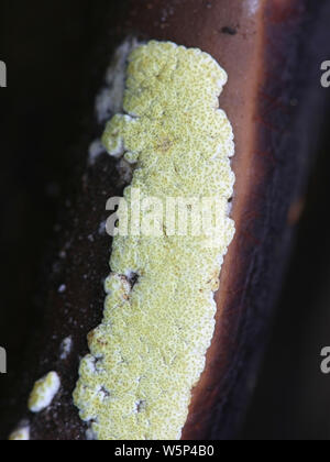 Hypocrea pulvinata, connu sous le nom de coussin ocre, poussant sur un hôte polypore connu sous le nom de ceinture rouge conk, Fomitopsis pinicola Banque D'Images