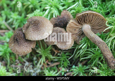 Inocybe lacera, communément connue sous le nom de champignons sauvages, fibrecap déchiré de la Finlande Banque D'Images