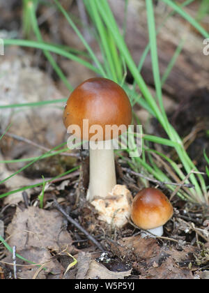 L'Amanita fulva, communément appelée la grisette fauve, à partir de la Finlande aux champignons sauvages Banque D'Images