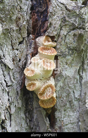 Polyporus squamosus, un champignon avec des noms communs y compris la dryade et selle de faisan aux champignons retour Banque D'Images