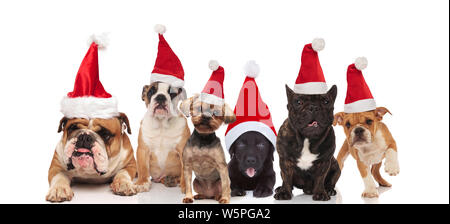 Six chiens adorables wearing santa costumes assis, debout et couché sur fond blanc Banque D'Images