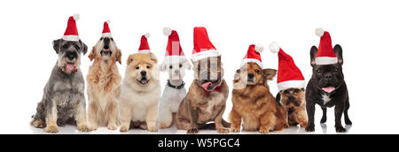 Groupe des huit cute santa chiens de races différentes assis et debout sur fond blanc Banque D'Images