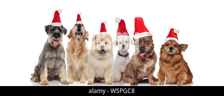 Heureux groupe de six chiens différents wearing santa hats assis sur fond blanc Banque D'Images