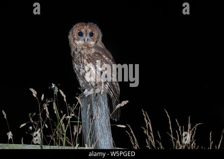 Prises de nuit, une Chouette hulotte sauvages est perché sur un vieux poteau de clôture fixant l'avant Banque D'Images