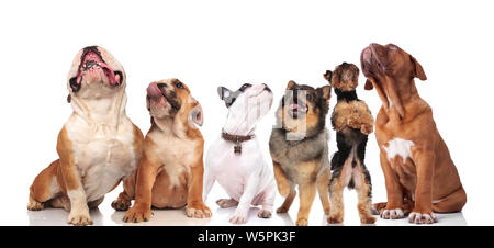 Équipe de six chiens mignons de différentes races à la recherche jusqu'en position debout et assis sur fond blanc Banque D'Images