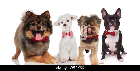 Quatre chambres élégantes de différentes races de chiens portant des vêtements rouges bowties en position debout, assis ou couché sur fond blanc Banque D'Images