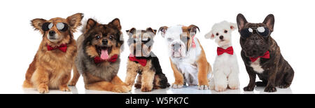 Groupe de six chiens adorables de différentes races portant bowties en position debout, assis ou couché sur fond blanc Banque D'Images