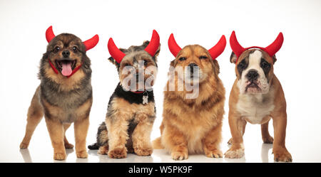 Équipe de quatre chiens petit diable célébrer Halloween, collage de droit Banque D'Images