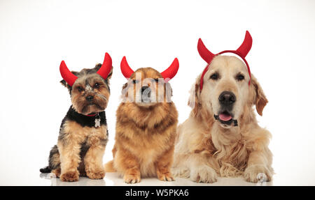 3 cute chiens assis portant des cornes de diable pour halloween, collage de droit Banque D'Images