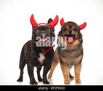 Couple de chiens mignon diable célébrer Halloween ensemble, collage de droit Banque D'Images