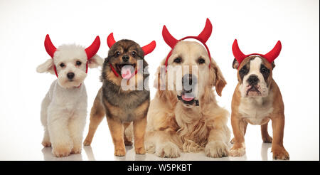 Quatre chiens heureux portant des cornes de diable pour halloween, collage de droit Banque D'Images