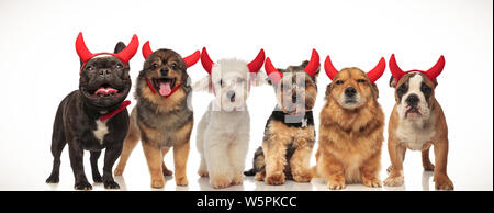 6 happy cute chiens portant des cornes de diable pour halloween Banque D'Images