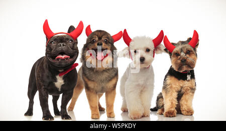 4 petits chiens heureux célébrer Halloween en portant des cornes de diable, collage de droit Banque D'Images