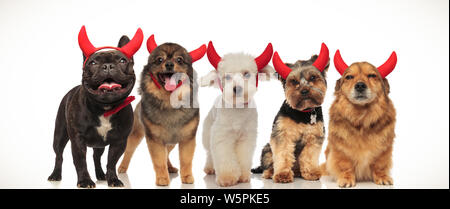 Cinq petits chiens mignons portant des cornes de diable rouge pour l'halloween, collage de droit Banque D'Images