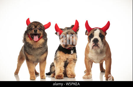 3 adorables petits chiens portant costume pour l'halloween, collage de droit Banque D'Images