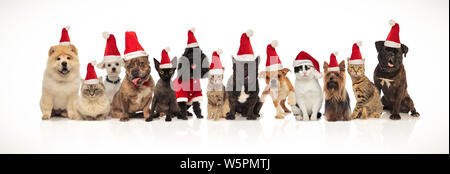 Adorable pets wearing santa hats assis, debout et couché sur fond blanc Banque D'Images