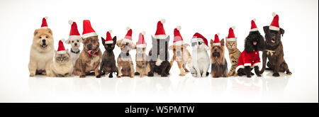 Grande équipe de noël mignon de nombreux chats et chiens assis et debout sur fond blanc portant des costumes de santa Banque D'Images