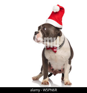 Curieux gentleman american bully wearing santa hat ressemble à l'autre en se tenant sur le fond blanc Banque D'Images