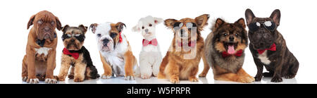 Beaucoup de messieurs les chiens avec bowties debout, assise et couchée sur fond blanc Banque D'Images