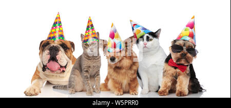 Équipe de cinq chiens et chats de différentes brees prêt pour l'anniversaire, en position assise et couchée sur fond blanc Banque D'Images