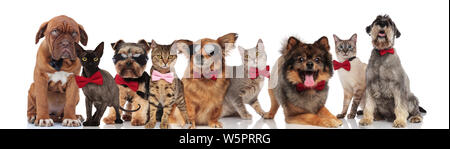 Groupe de l'élégant mignon chiens et chats avec bowties debout, assise et couchée sur fond blanc Banque D'Images