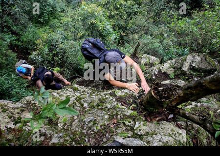 Un apiculteur grimpe une falaise abrupte d'une montagne de recueillir le miel des ruches en bois dans la région de Rongshui Miao comté autonome, Liuzhou city, South China's Guan Banque D'Images