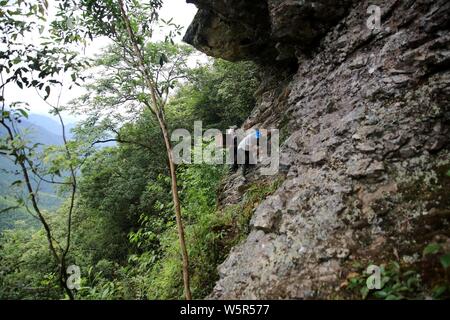 Un apiculteur grimpe une falaise abrupte d'une montagne de recueillir le miel des ruches en bois dans la région de Rongshui Miao comté autonome, Liuzhou city, South China's Guan Banque D'Images