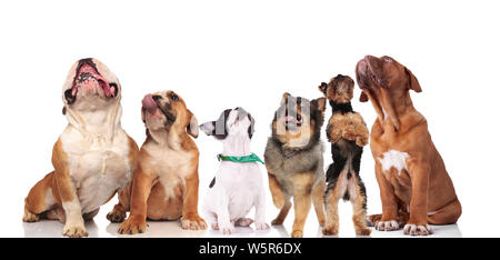 Joli groupe de six chiens curieux de différentes races debout et assis sur fond blanc Banque D'Images