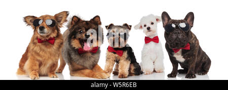 Cinq chiens de différentes races élégant porter du rouge bowties en position debout, assis ou couché sur fond blanc Banque D'Images