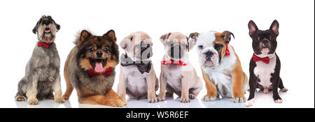 Grand groupe de six chiens élégante rouge avec bowties assis et couché sur fond blanc Banque D'Images