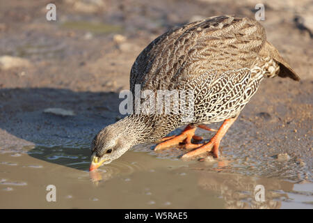 Natalfrankolin / Natal / francolin Francolinus natalensis Banque D'Images