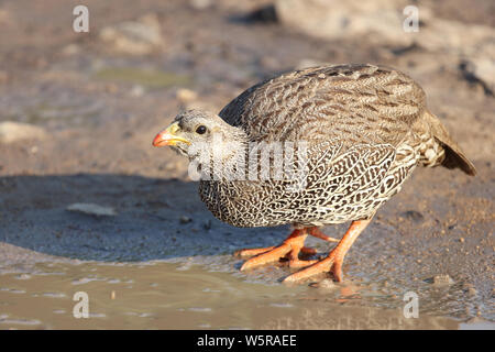 Natalfrankolin / Natal / francolin Francolinus natalensis Banque D'Images