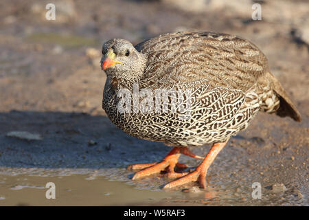 Natalfrankolin / Natal / francolin Francolinus natalensis Banque D'Images