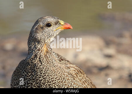 Natalfrankolin / Natal / francolin Francolinus natalensis Banque D'Images