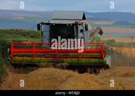 Une moissonneuse-batteuse, tourner à la fin de la coupe d'un rangée de blé dans un champ local dans la région pittoresque de Southerndown près de Bridgend au pays de Galles. Banque D'Images