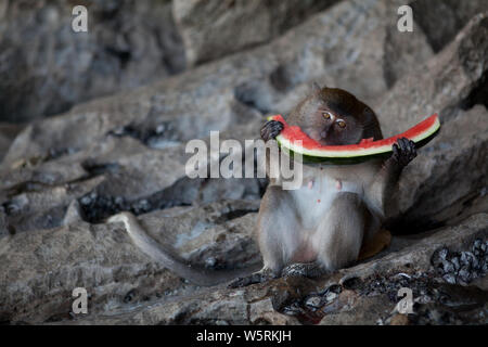 Petit Singe manger pastèque juteuse sur une pierre en Thaïlande. Banque D'Images