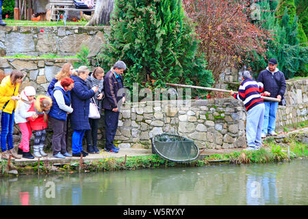 Homme attraper la truite par l'ortie dans l'étang. L'élevage du poisson. Les gens qui regardent l'homme la capture de poissons. Truites privé. Les touristes curieux de prendre des photos de truites cau Banque D'Images