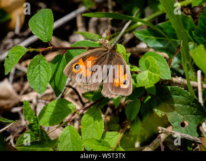 Papillon, Gatekeeper (Pyronia tithonus), sur le feuillage, Dorset, England, UK. Banque D'Images