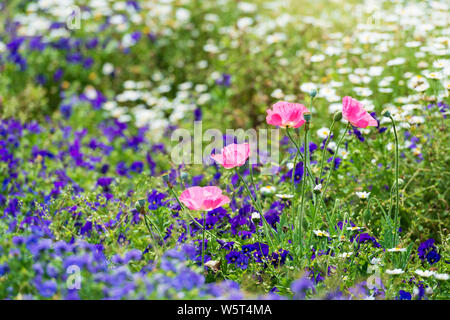 Fleurs de pavot rose tendre sur l'arrière-plan de jardin coloré Banque D'Images