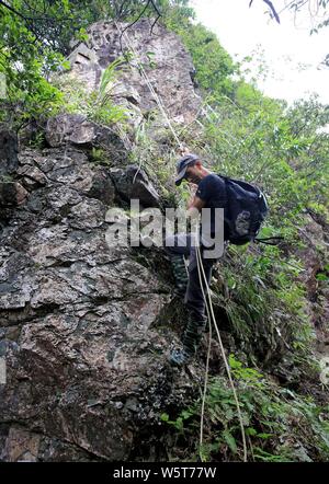 Un apiculteur grimpe une falaise abrupte d'une montagne de recueillir le miel des ruches en bois dans la région de Rongshui Miao comté autonome, Liuzhou city, South China's Guan Banque D'Images