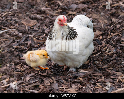 Light Sussex poules race rare avec chick Banque D'Images