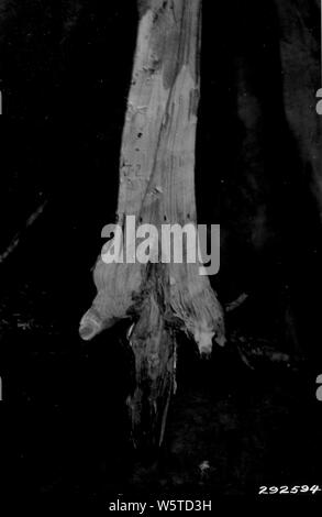 Photographie de l'Armillaire de jeunes pins gris ; Portée et contenu : la légende originale : l'armillaire de jeunes pins gris. Tree # 78 montre l'infiltration de résine dans le bois avant la désintégration. Banque D'Images