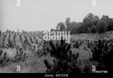 Photographie de Blackwell P-9 planté en sillons profonds sur un vieux champ ; Portée et contenu : sous-titre original : Blackwell P-9 planté en sillons profonds sur un vieux champ, printemps 1940 en utilisant 2-0 pin rouge stock. Photo prise à l'automne 1944. Banque D'Images