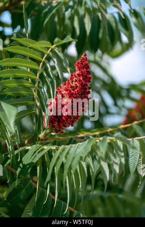 Gros plan d'une oreille en fleurs rouges d'un vinaigrier (Rhus typhina hirta) en plein soleil en été Banque D'Images