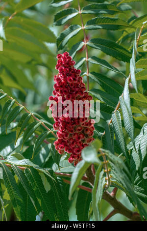 Gros plan d'une oreille en fleurs rouges d'un vinaigrier (Rhus typhina hirta) en plein soleil en été Banque D'Images