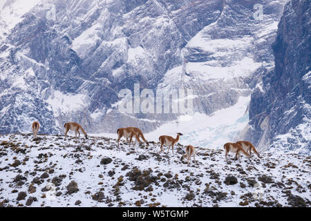 Guanacos dans le Parc National Torres del Paine au cours de l'hiver Banque D'Images